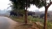 Elephants enter village in Odisha, destroy 20 acres of cultivation | Oneindia News