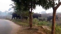 Elephants enter village in Odisha, destroy 20 acres of cultivation | Oneindia News