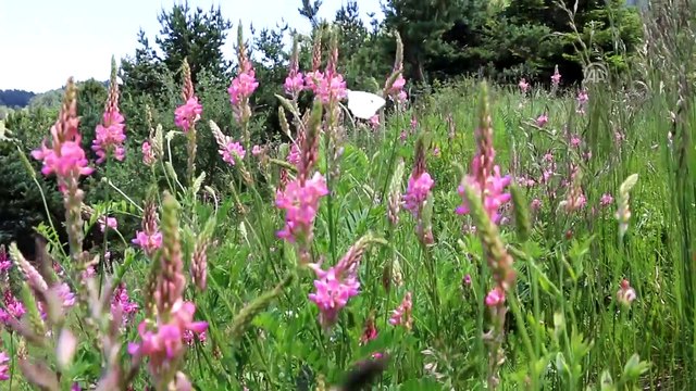Gölcük ve Abant tatilcileri bekliyor - BOLU