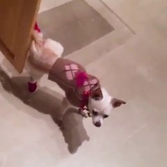 These shoes were made for walking - Try not to laugh