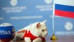 Fifa World Cup 2018 : Cat, Predicts The Winner For World Cup Opener