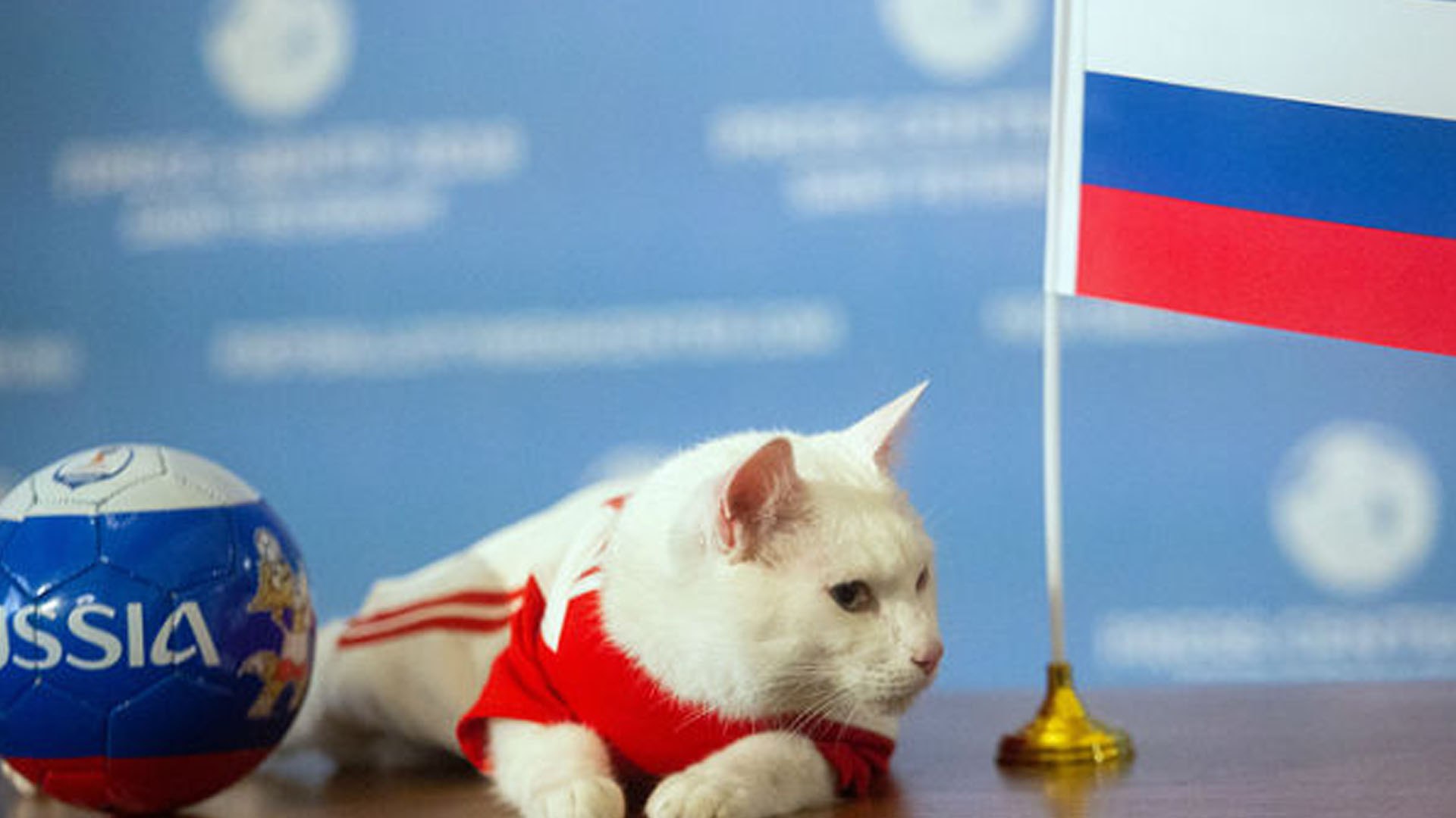 ⁣Fifa World Cup 2018 : Cat, Predicts The Winner For World Cup Opener