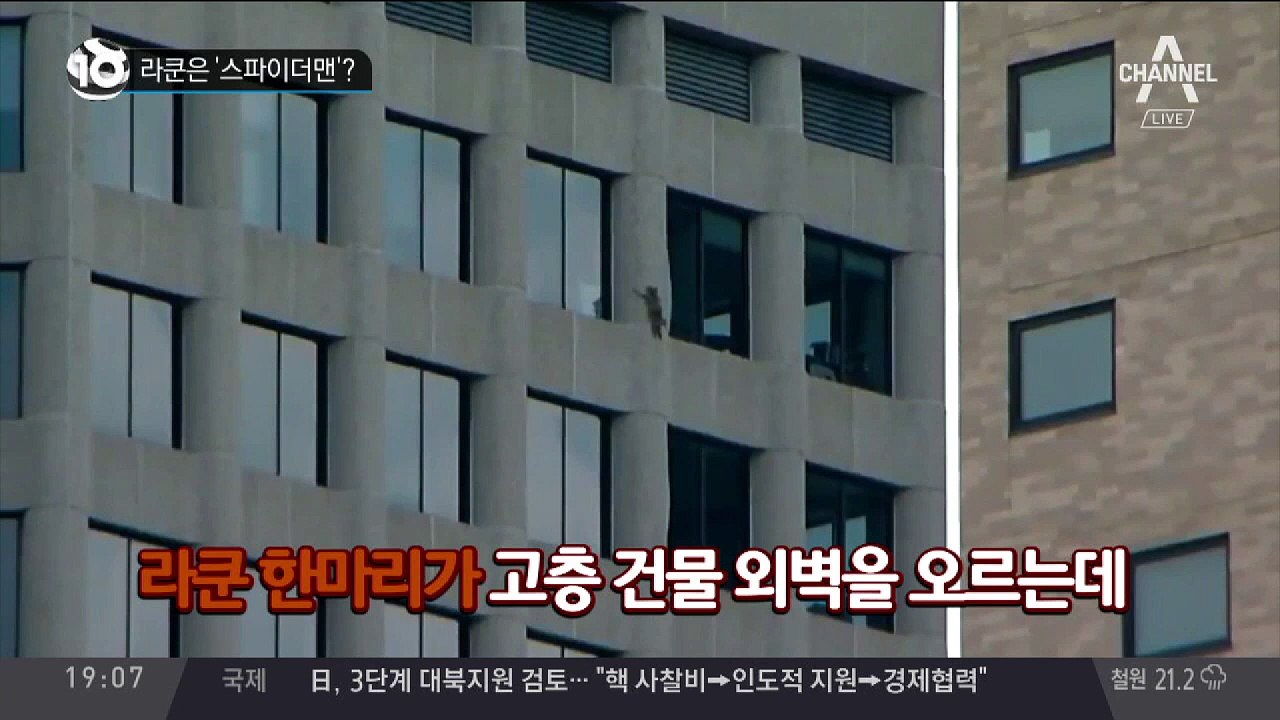 라쿤은 ‘스파이더맨’?