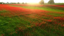 Thousands of poppies in bloom turn field into beautiful red carpet