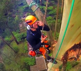 La découpe d'un Eucalyptus massif : un métier ou le vertige est interdit