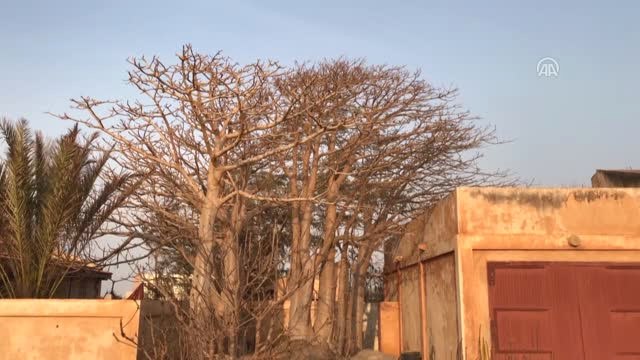 Hayat Ağacı Baobab'ın Meyvesinden Ölümsüzlük İksiri İçecek - Dakar