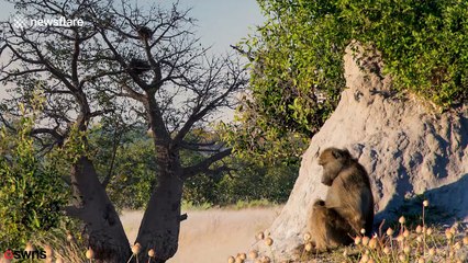 A day on safari: Photographer edits 38,000 raw images into stunning 3-minute film