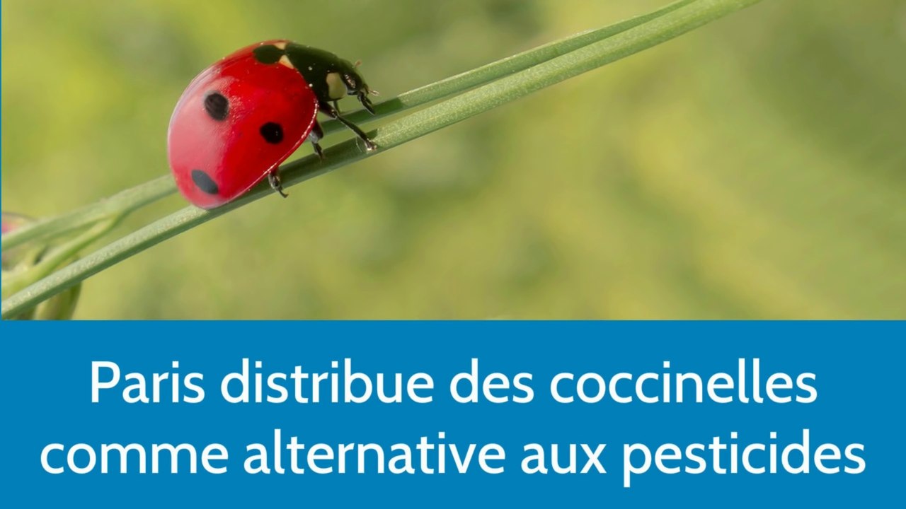 Paris distribue des coccinelles comme alternative aux pesticides
