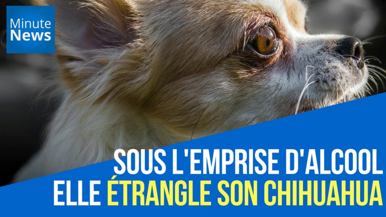 Sous l'emprise d'alcool, elle étrangle son chihuahua