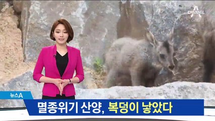 멸종위기종 산양, 국립생태원서 복덩이 낳았다