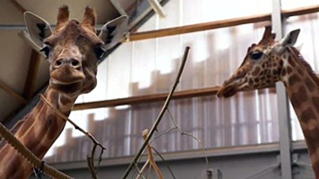 В семье жирафов зоопарка Мехелена пополнение