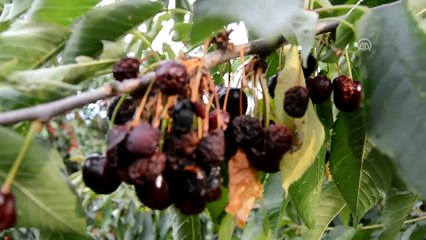 İslahiye’de kiraz ve vişne üreticileri sıkıntılı - GAZİANTEP