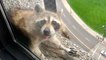 Raccoon Safely Released Into Wild After Scaling 25-Story Building