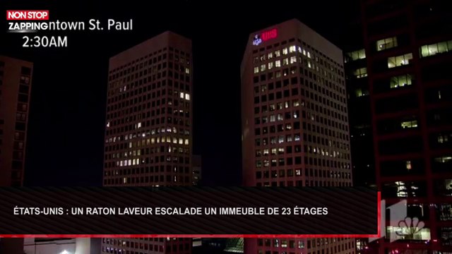 Etats-Unis : Un raton laveur escalade un immeuble de 23 étages (Vidéo)
