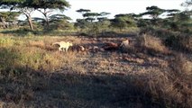 Brit tourist captures rare moment pride of lions take down giraffe in Tanzania