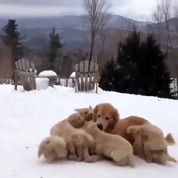 Funniest & Cutest German Shepherd Puppies #19 - Funny Dogs Compilation 2018