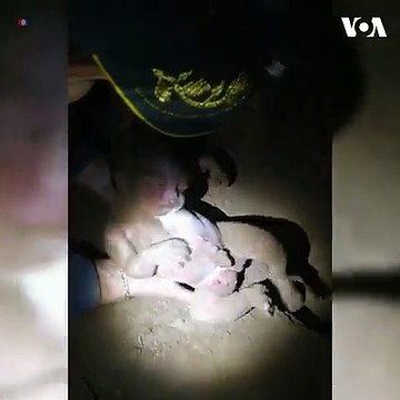 نوزاد دختر در یک پارک در برازیل زنده به گور شد، اما هفت ساعت بعد توسط پولیس از گور بیرون کشیده شد و زنده بود.تا کنون انگیزۀ این رویداد مشخص نشده است، پدر این ک