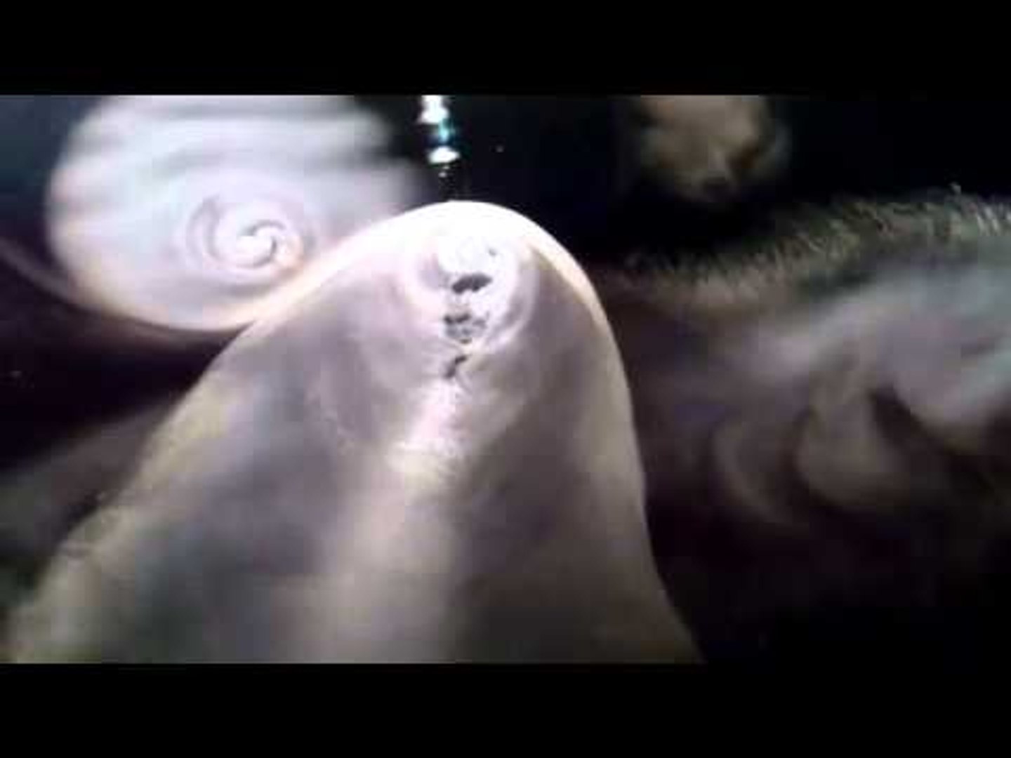 Flip video winning film - scientific beauty