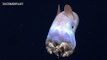 Mariana Trench | The Deepest & Most Unexplored Place On The Planet