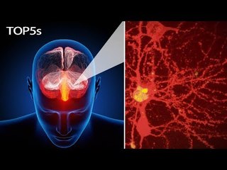 5 Everyday Items & Body Parts That Look Truly Insane Under a Microscope... | Top5s Short