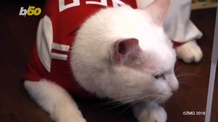 Psychic Cat Predicts World Cup Winner