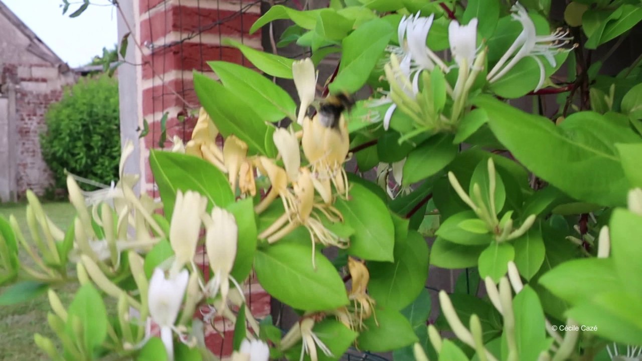 abeilles chevrefeuille