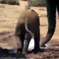 Small baby elephant fell down in the ground around his mother