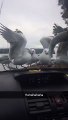 Seagulls Desperate Attempt At Eating Fries