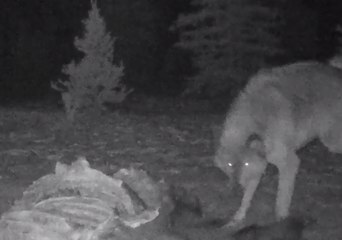 Wolf, Wolverine Fight Over Dinner in Denali National Park