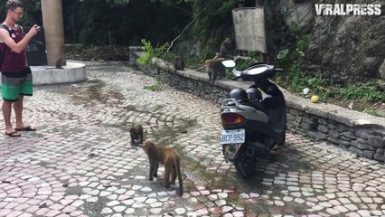 Monkeys Take Over Motorcycle