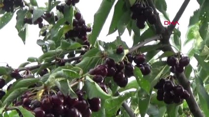 Gaziantep İslahiye'de Kirazı Mantar Hastalığı Vurdu