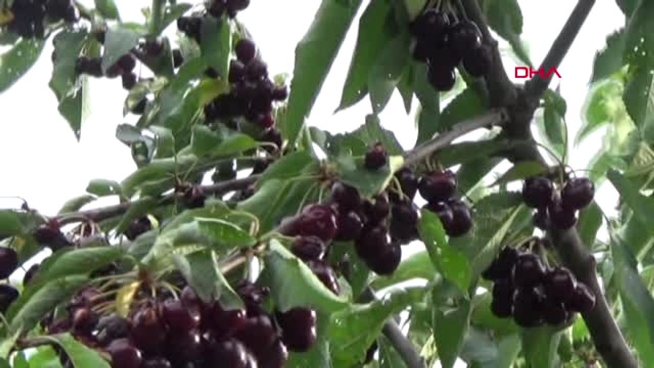 Gaziantep İslahiye'de Kirazı Mantar Hastalığı Vurdu
