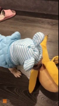 Adorable French Bulldog Performs Unexpected Handstand Down Stairs