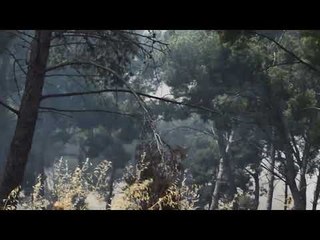 ZJARRE TE FUQISHME PERFSHIJNE GREQINE, EVAKUOHEN ME URGJENCE TURISTET NE ISHULLIN ALONISSOS LAJM