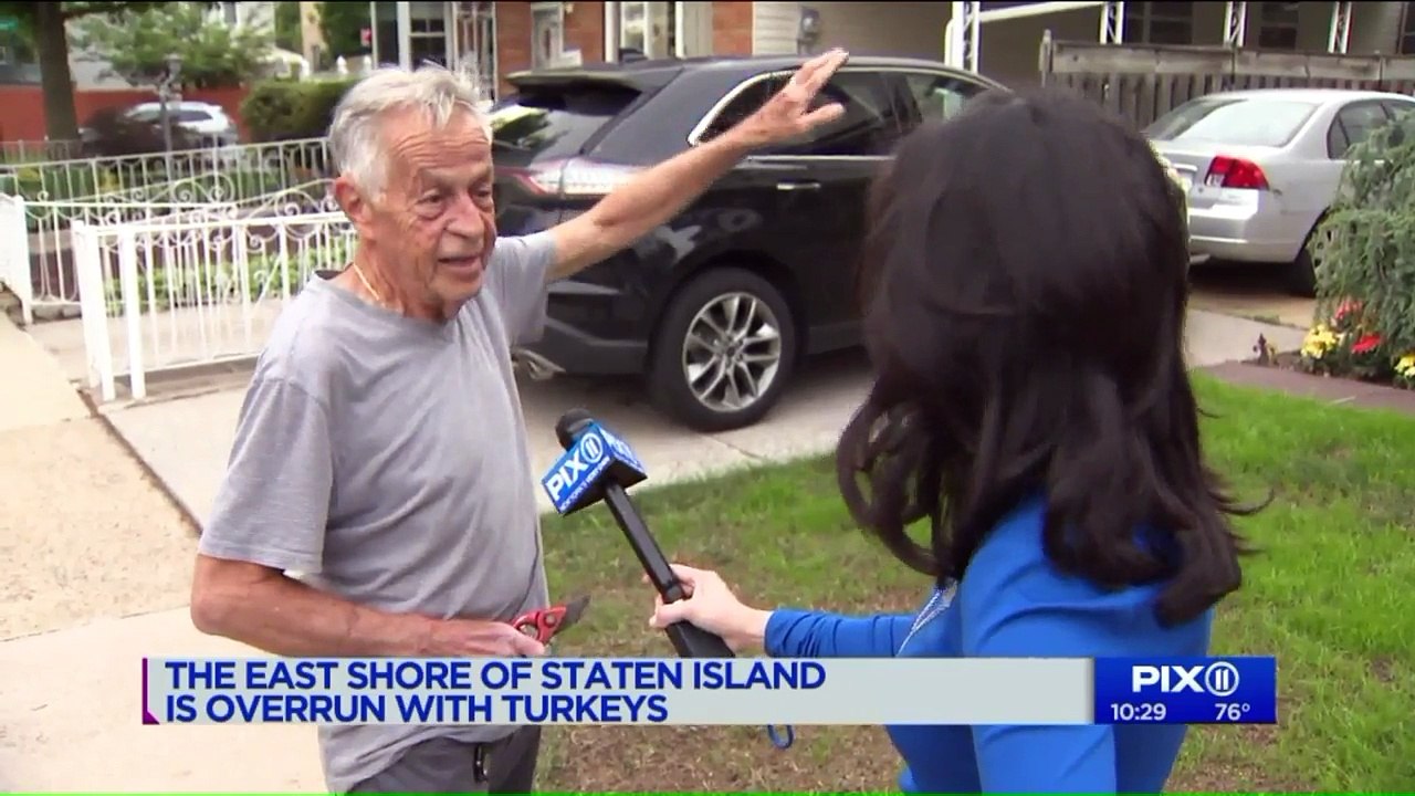 Hundreds of 'Aggressive' Turkeys on Staten Island May Be Relocated