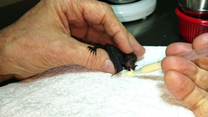 Abandoned Baby Bat Gets Hand-Fed