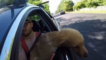 Puppy Jumps Out of Moving Car