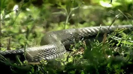 PBS NATURE- Black Mamba (Wildlife Documentary)