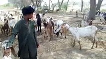 Goat farming pakistan بکریوں کی نسلیں پاکستان میں