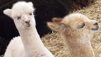 La alpaca de los Andes será clonada por científicos peruanos