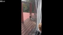 Quand  2 pythons se disputent sur la terrasse de ta maison en australie