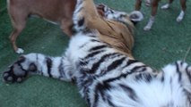 Ce tigre se prend pour un petit chien... et joue comme un fou