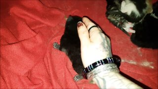 Kitten updates (one is sickly)