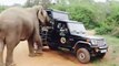 Wild Elephant Attack The Safari Jeep  Dangerous Elephant Attack