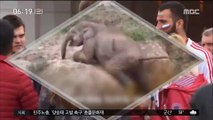 [이 시각 세계] 도랑에 빠진 아기 코끼리 구조