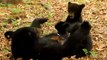 Mama Bear and Cub Enjoy Precious Play Time in Cades Cove, Tennessee