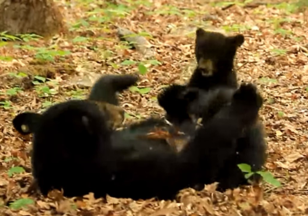 Mama Bear and Cub Enjoy Precious Play Time in Cades Cove, Tennessee