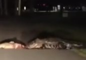 Gator Drags Dead Fish Across South Carolina Road