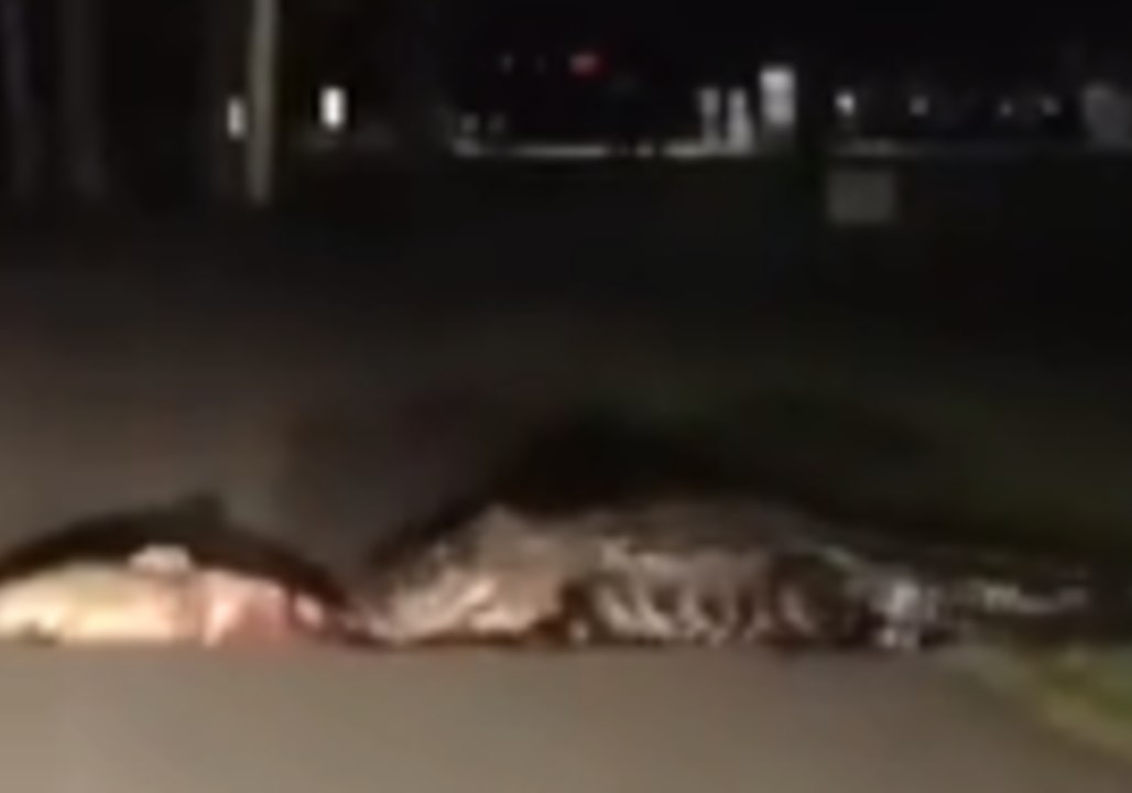 Gator Drags Dead Fish Across South Carolina Road