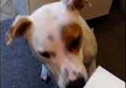 Adorable Pooch Politely Takes Any Item Offered to Her